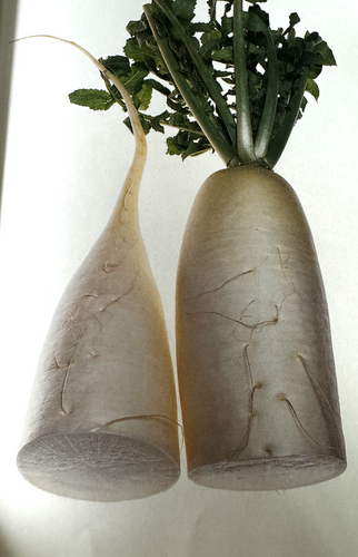 Daikon : Le Radis Blanc Japonais au Cœur de la Gastronomie — FoodHub Journal