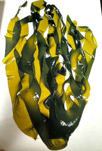 Wakame : L'Algue Japonaise aux Mille Vertus Nutritionnelles — FoodHub Journal