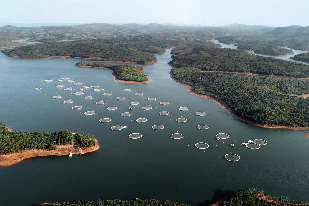 Vue aérienne des cages d'élevage de la ferme Acipenser sur le lac de Mantasoa, à Madagascar