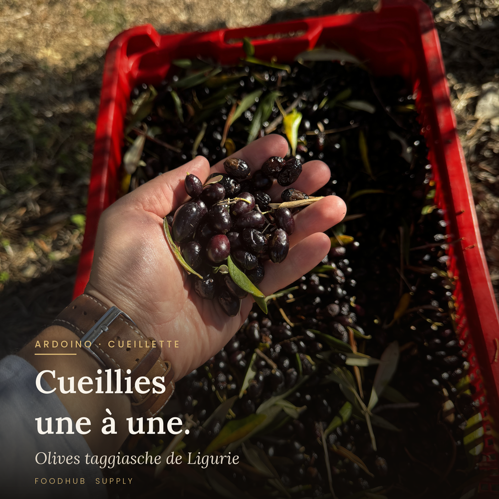 Comment choisir son huile d'olive italienne : le guide complet