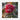 PETALE DE ROSES DU SOLEIL DE MINUIT 460g - FOODHUB