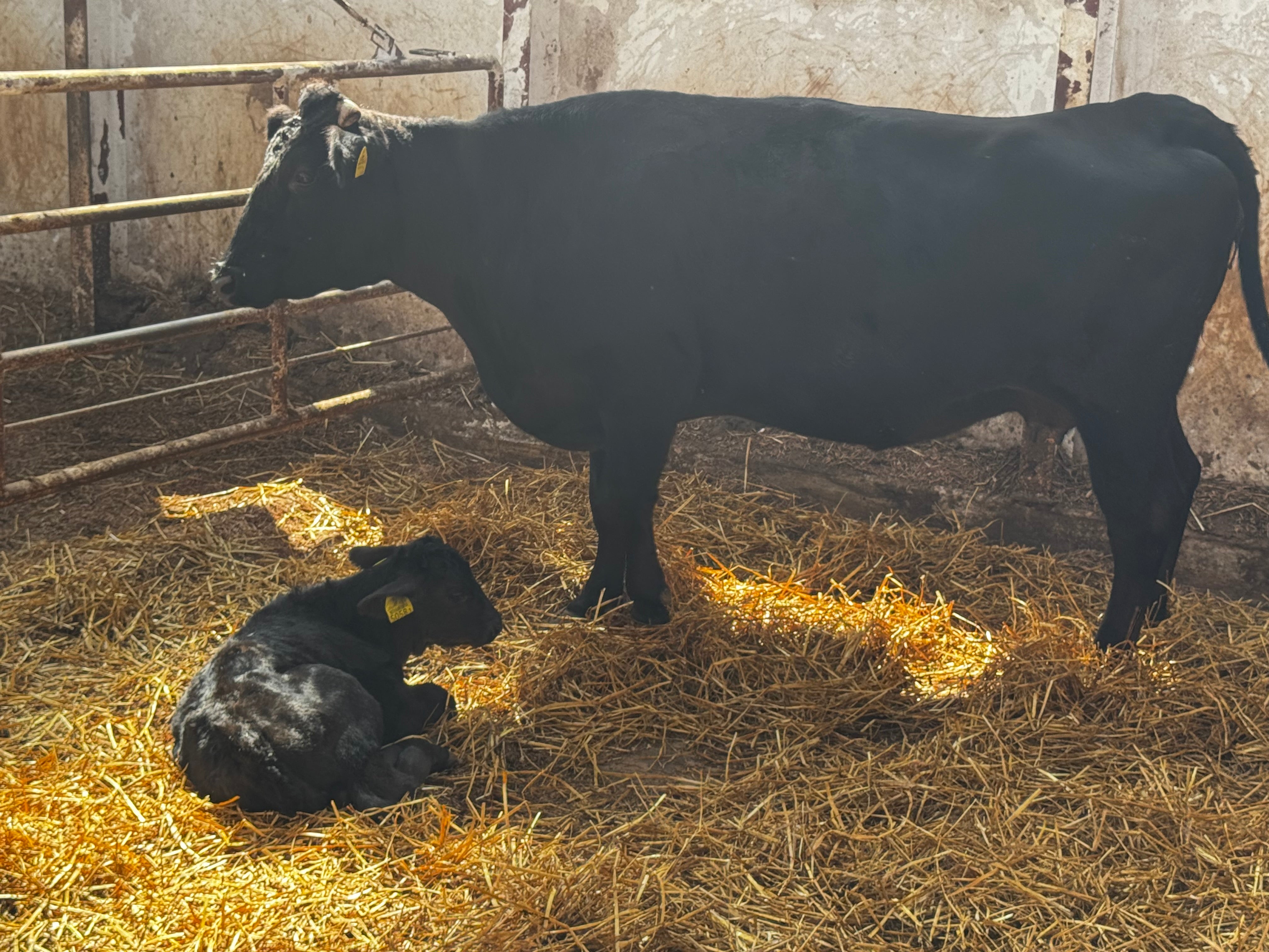 Saroma Wagyu
